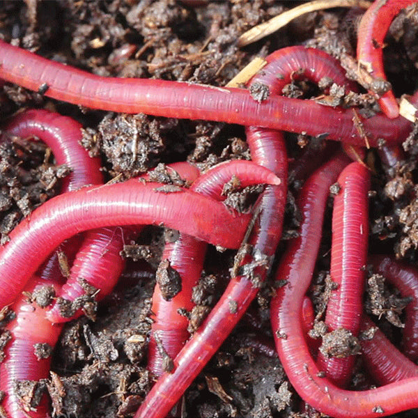 Pure Red Worms - Vale Royal Angling Centre